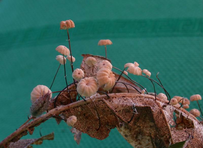 Marasmius bulliardii ?